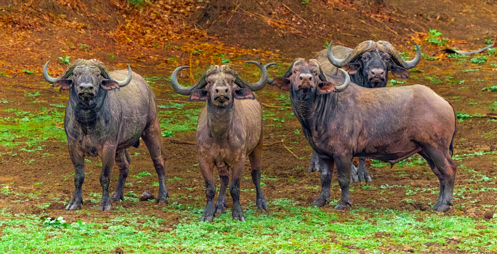Buffalo In South Luangwa Park Zambia Elongated (10x5) Photography Art | Mike Soegtrop Photography