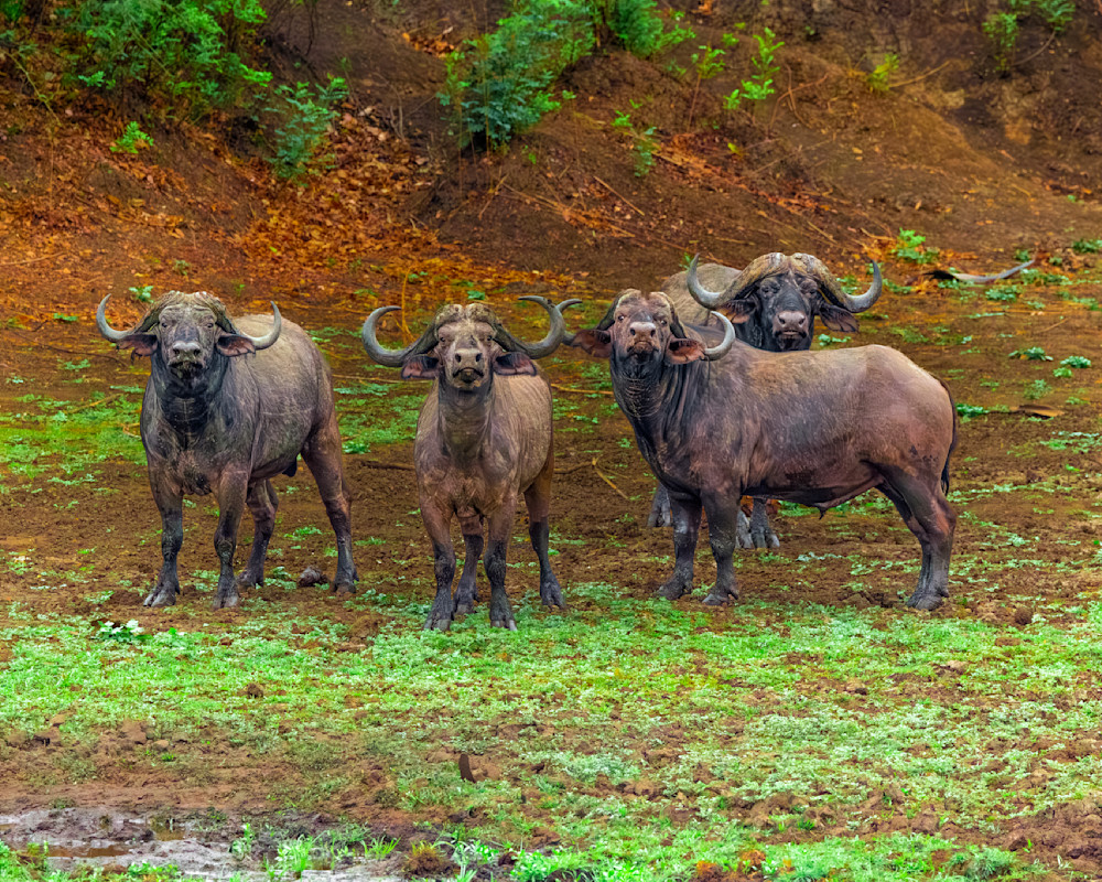 Buffalo, Herd Of Four In South Luangwa Park Zambia Photography Art | Mike Soegtrop Photography