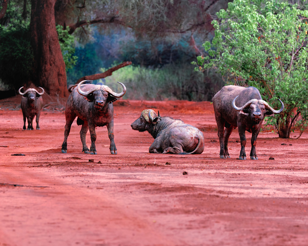Cape Buffalo Herd In Zambia Photography Art | Mike Soegtrop Photography