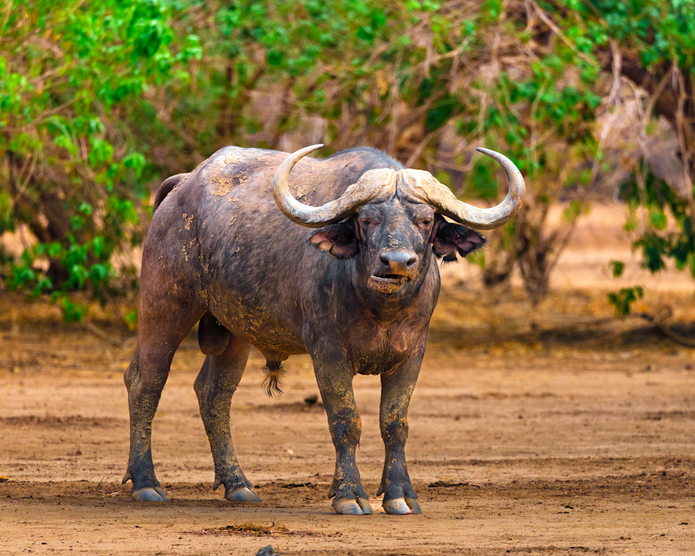 Buffalo Single Bull In Zambia Photography Art | Mike Soegtrop Photography