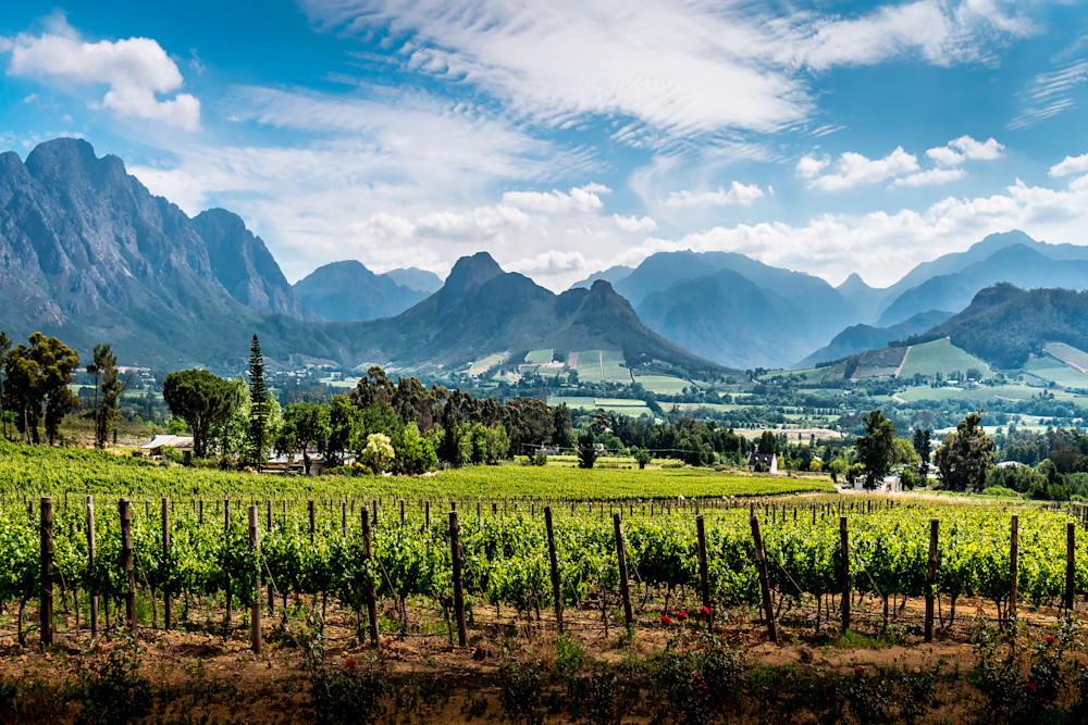 Vineyards of the Cape Winelands in the Franschhoek, South Africa