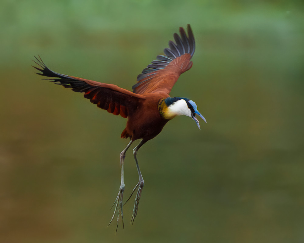 Upscaled with Gigapixel v8.4.4. 1576x1261 => 6304x5044 (4x) Model: High Fidelity V2, denoise: 0.31, sharpen: 0.13, decompression: 0.01