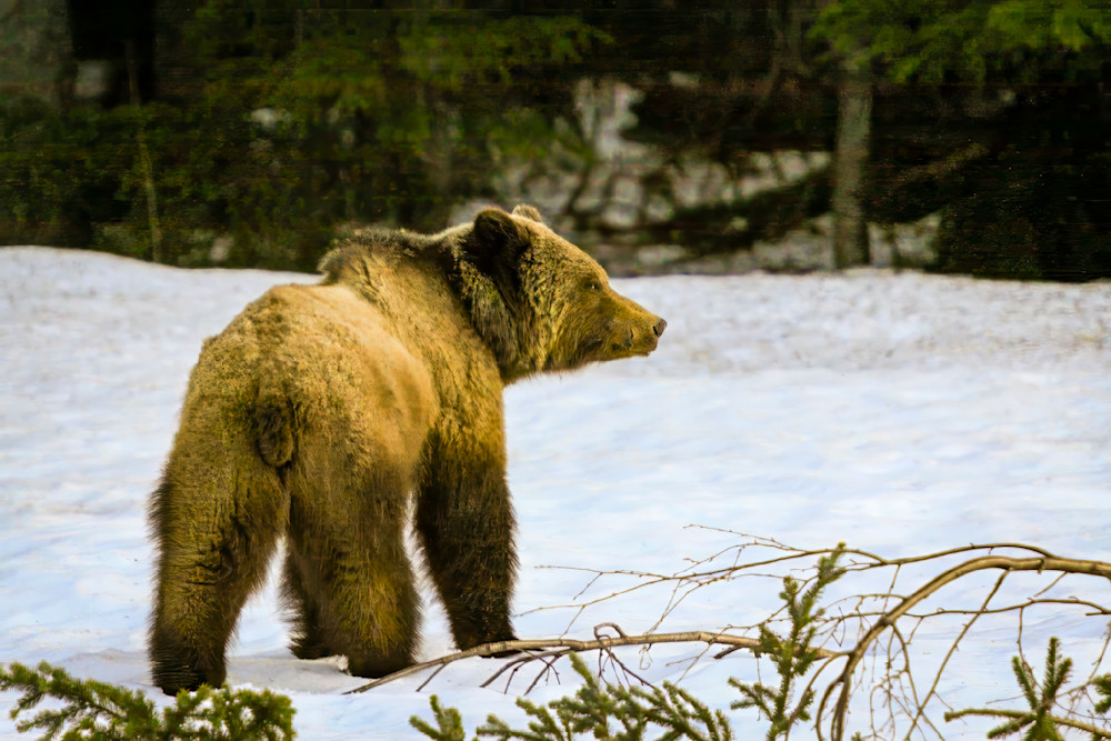 There’s a particular hush that settles over the Far North wilderness in early spring.  A silence broken only by the slow drip of melting snow and the tentative calls of returning birds. It’s a time of awakening, when the land itself seems to hold it