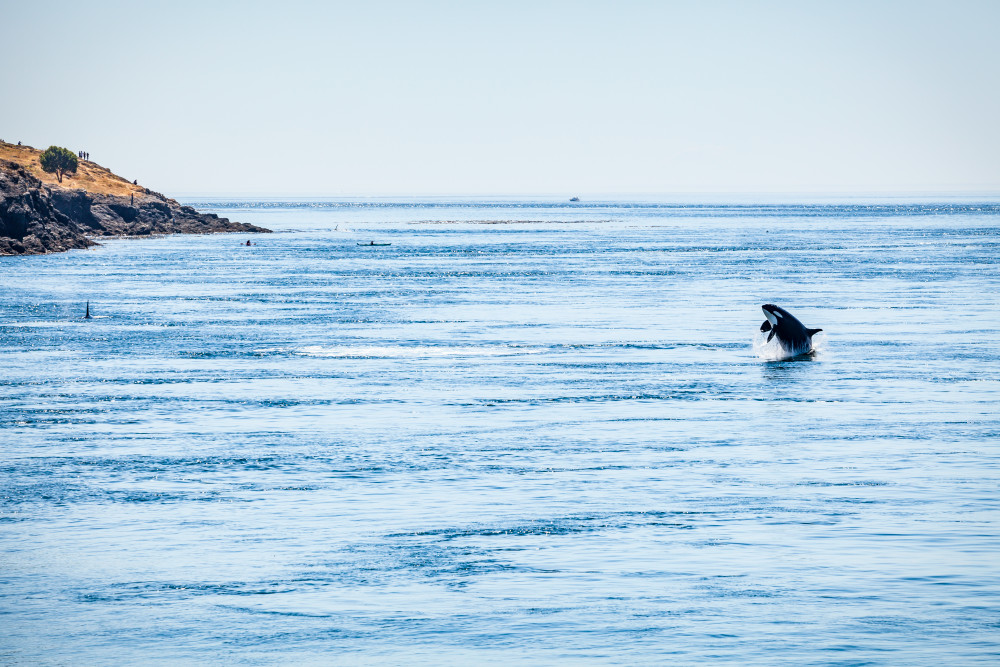 An Orca whale breaching in the waters  of Haro Strait just off Lime Kiln Point on San Juan Island, Washington, USA.