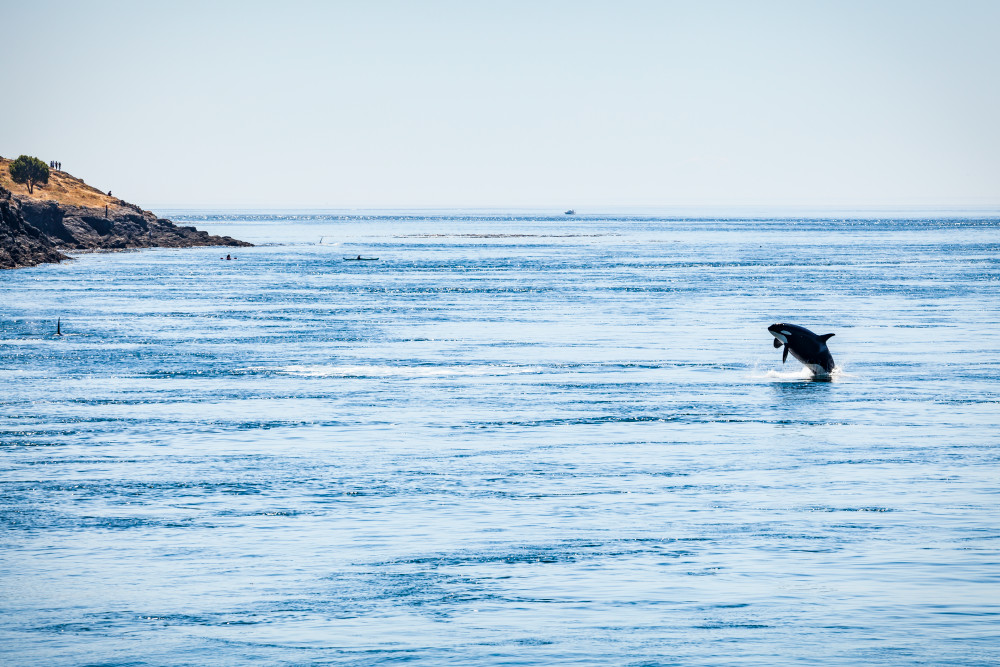 A killer whale breaching in the waters  of Haro Strait just off Lime Kiln Point on San Juan Island, Washington, USA.