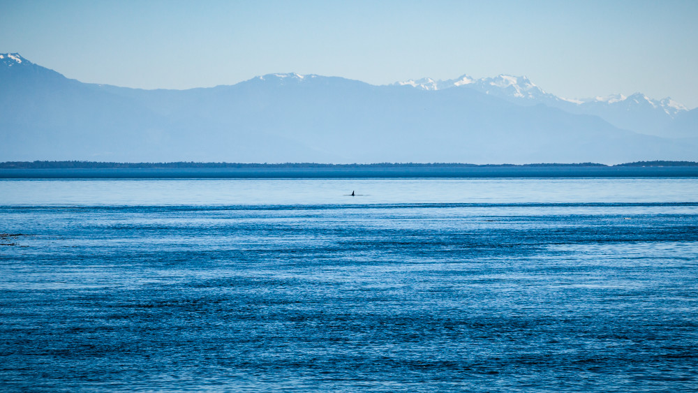 Orca, dorsal, fin, water, Haro, straight, Olympic, Mountains