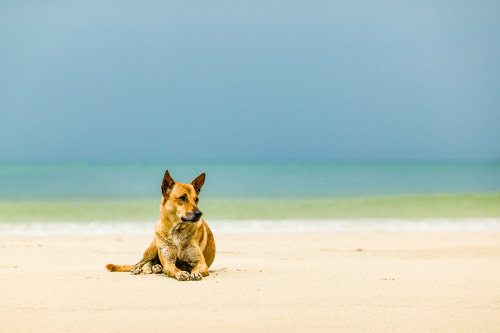 dog, laying, beach, Ao Thang Nai Pan Noi, Koh Phangan, Thailand