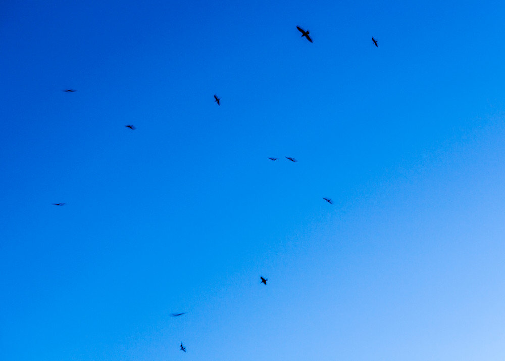 Soar Art | Tim McGuire Fine Art