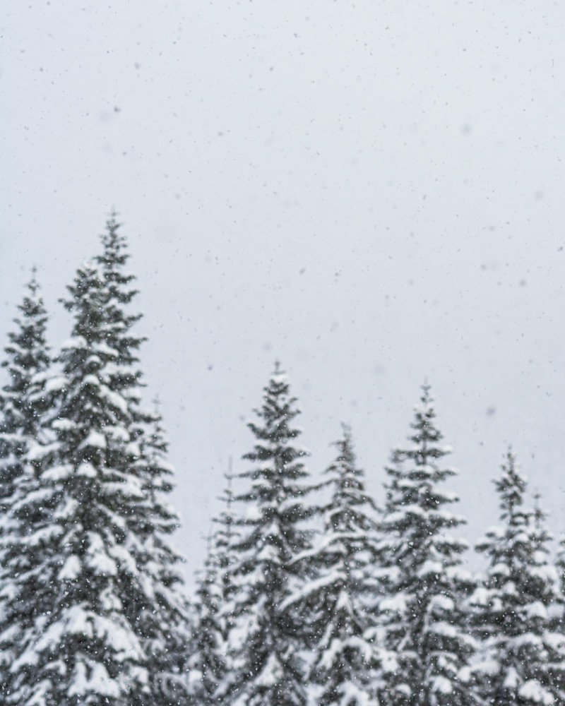 Snow falling and snow covered trees at Stevens Pass Ski Area, Washington, USA.