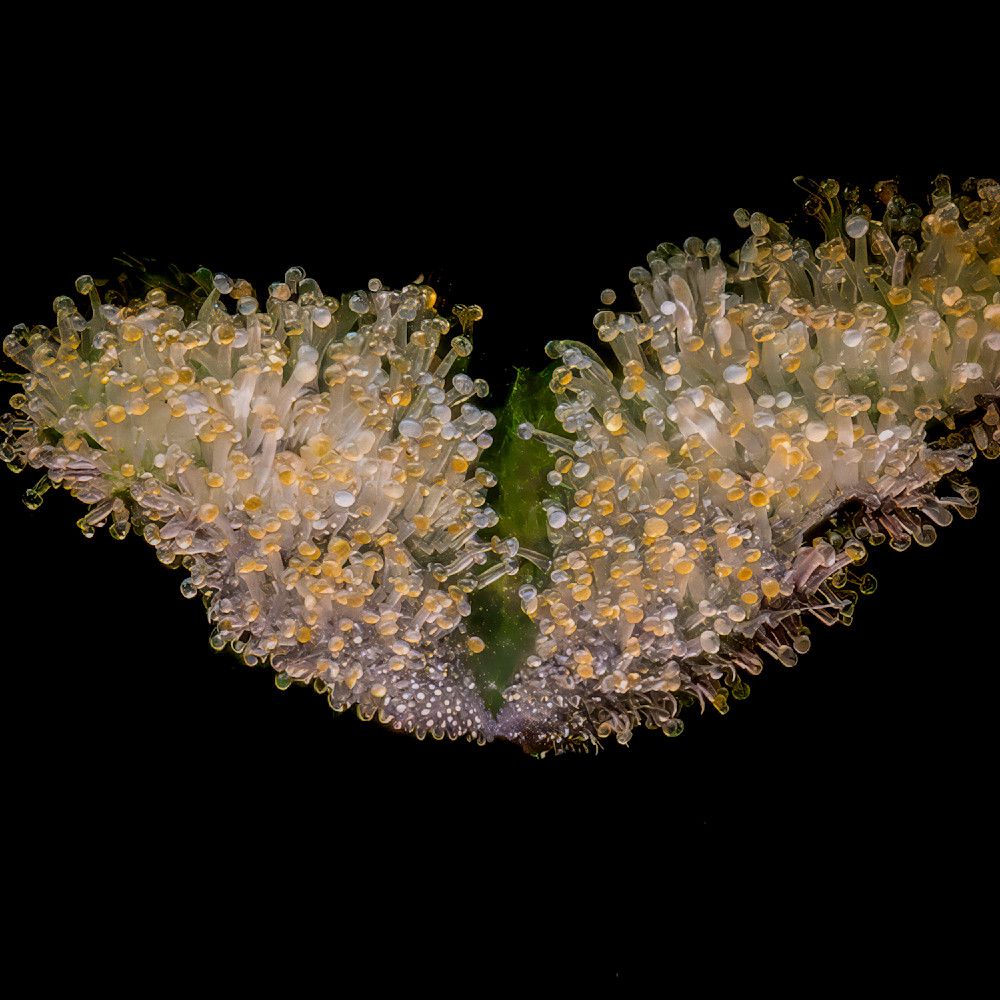 Detailed view of plant growth showing clusters of small structures under dark background in nature