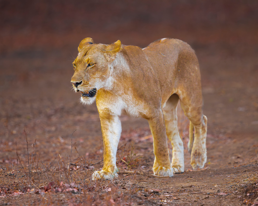 Lion Female Walking Along River Bed Zambia Photography Art | Mike Soegtrop Photography