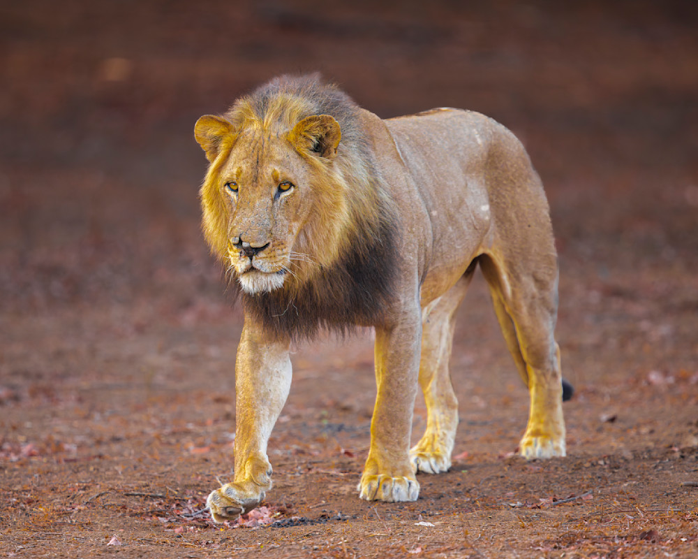 Lion Male Walking On River Bed Photography Art | Mike Soegtrop Photography