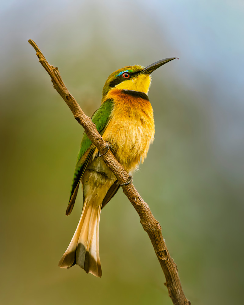 Upscaled with Gigapixel v8.4.4. 2071x2589 => 8284x10356 (4x) Model: High Fidelity V2, denoise: 0.31, sharpen: 0.13, decompression: 0.01