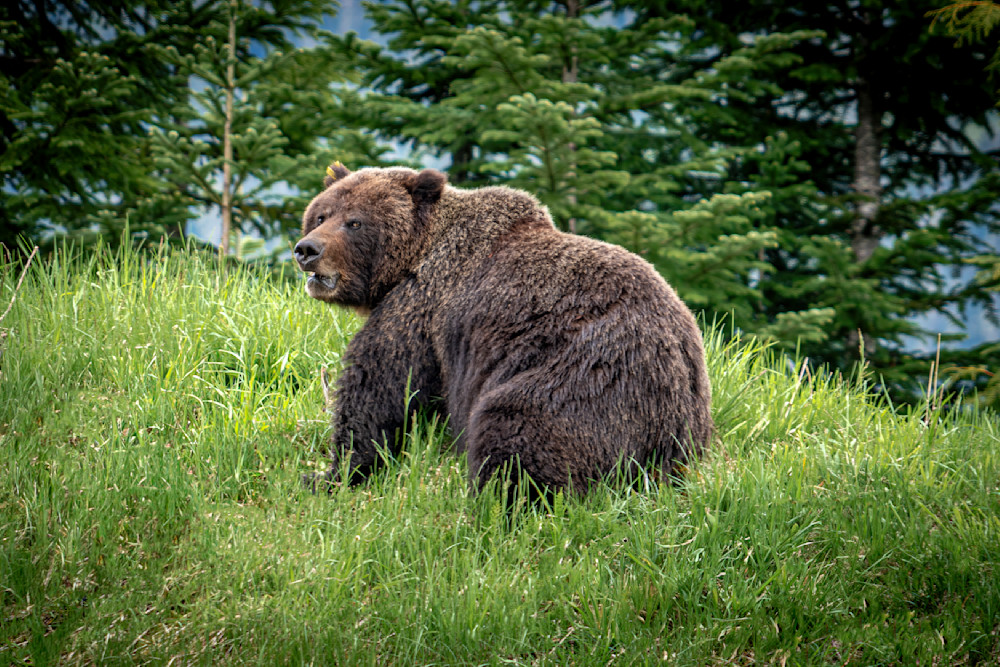 Adult Grizzly Bear