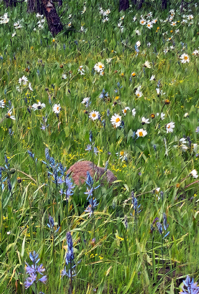 Wallowa Whitman National Forest Among Wild Flowers Photography Art | InYourBackyard