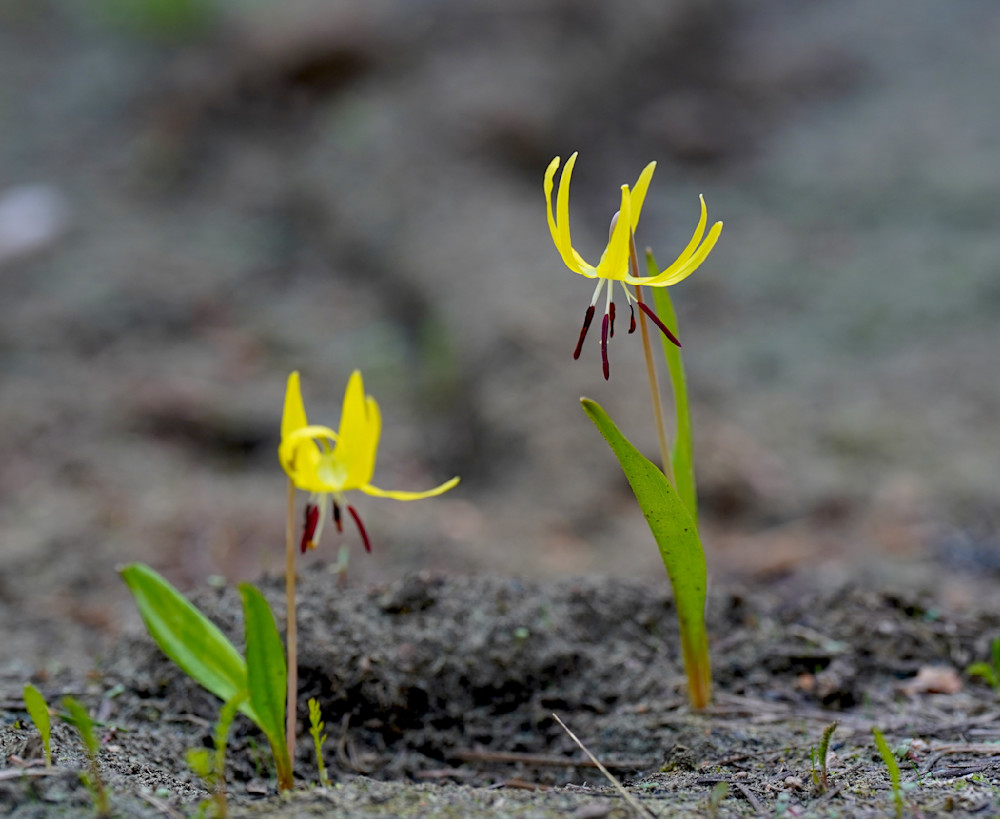 Wallowa Whitman National Forest Glacier Lillies Photography Art | InYourBackyard
