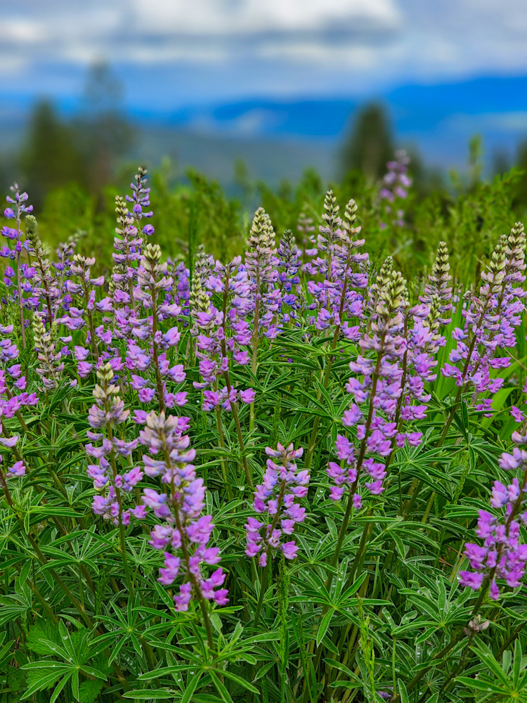 Wallowa Whitman National Forest Pink Flowers Photography Art | InYourBackyard