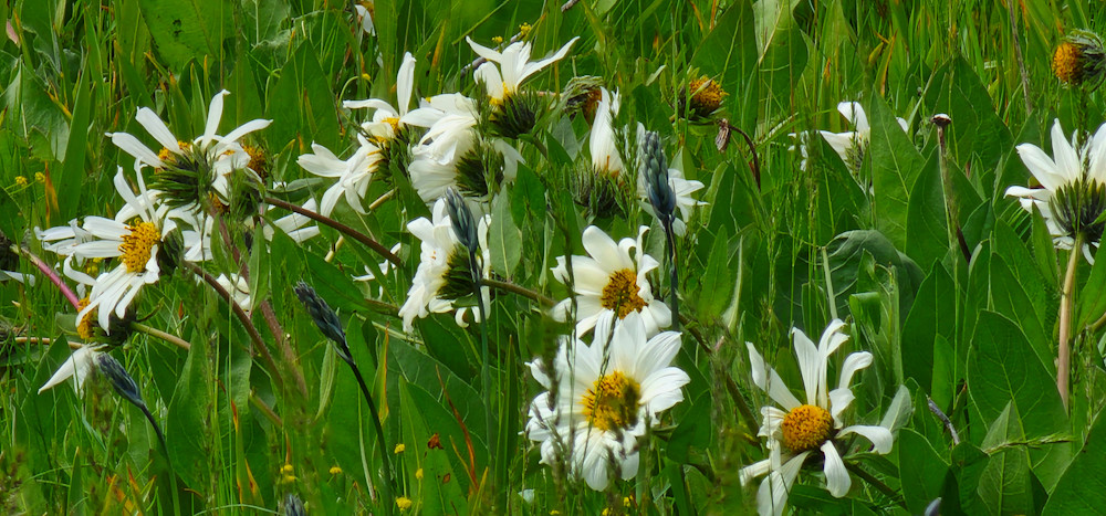 Wallowa Whitman National Forest White Wild Flowers Photography Art | InYourBackyard