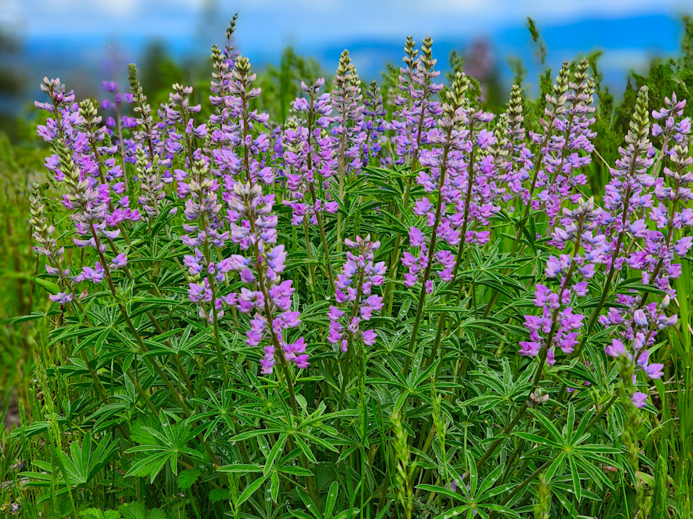 Wallowa Whitman National Forest Pink Wild Flowers Photography Art | InYourBackyard