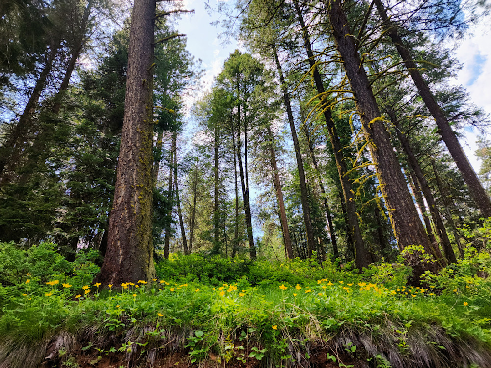 Wallowa Whitman National Forest Standing Tall Trees Photography Art | InYourBackyard