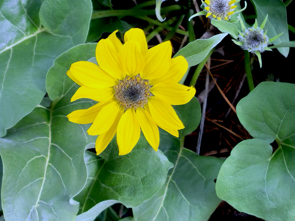 Wallowa Whitman National Forest Yellow Flower Of Beauty Photography Art | InYourBackyard