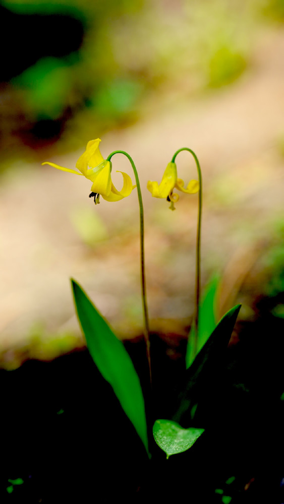 Water Lillies Wallowa Whitman National Forest Photography Art | InYourBackyard
