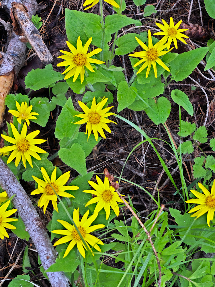 Wallowa Whitman National Forest Yellow Flowers Ground Cover Photography Art | InYourBackyard
