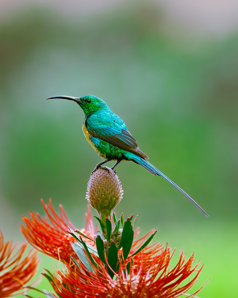 Malachite Sunbird On A Red Pincusion Plant In Cape Town Photography Art | Mike Soegtrop Photography