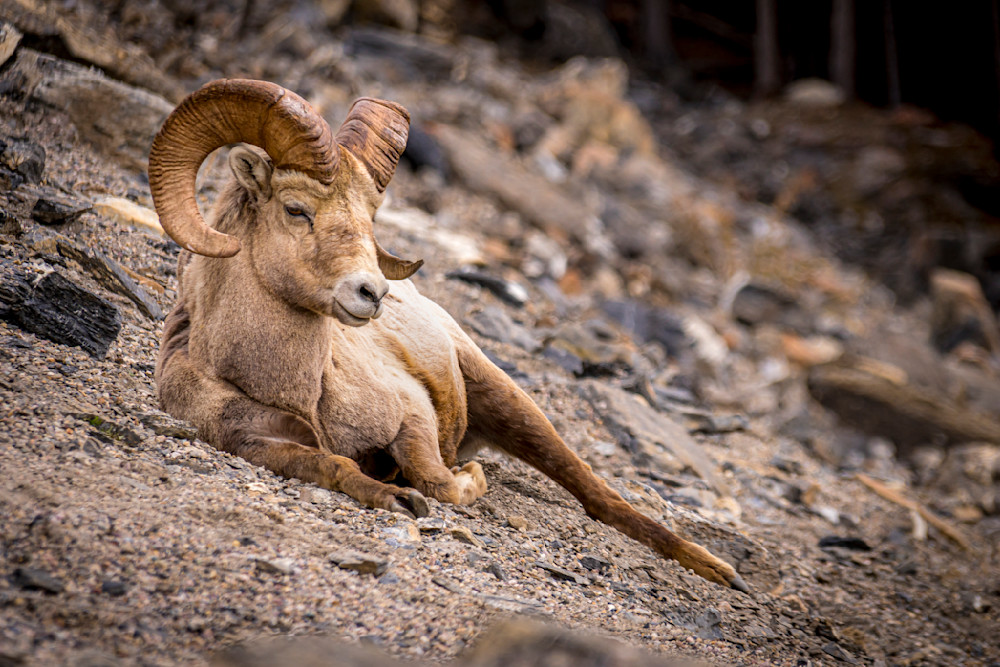 Big Horn Sheep in Jasper National Park