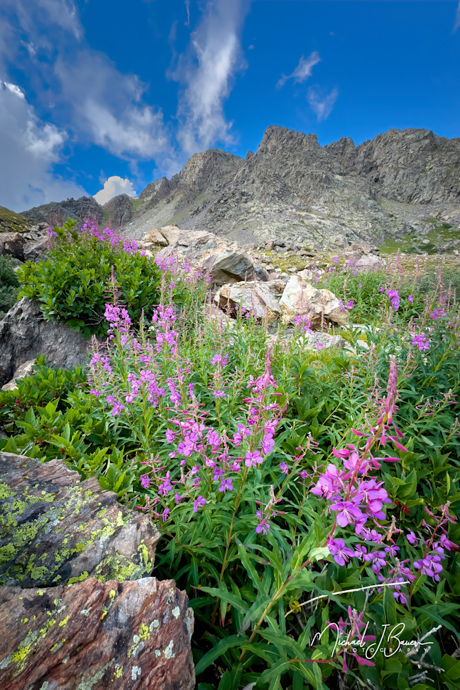 Michael J Bauer Photography | Colorado Wilderness Wildflowers