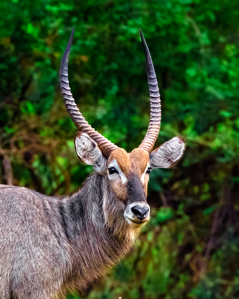 Springbok Portrait In South Luangwa Zambia Photography Art | Mike Soegtrop Photography