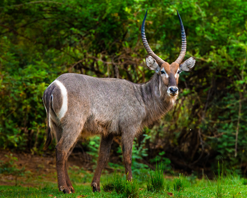 Springbok In South Luangwa Zambia Photography Art | Mike Soegtrop Photography