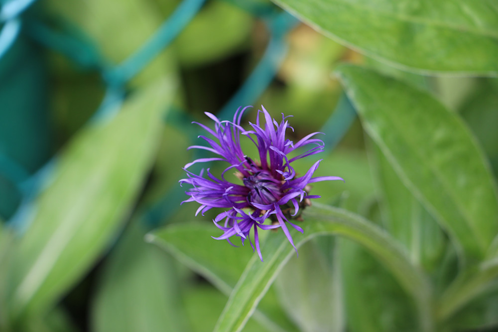 Buy Stunning Purple Flower | Felton Fotography