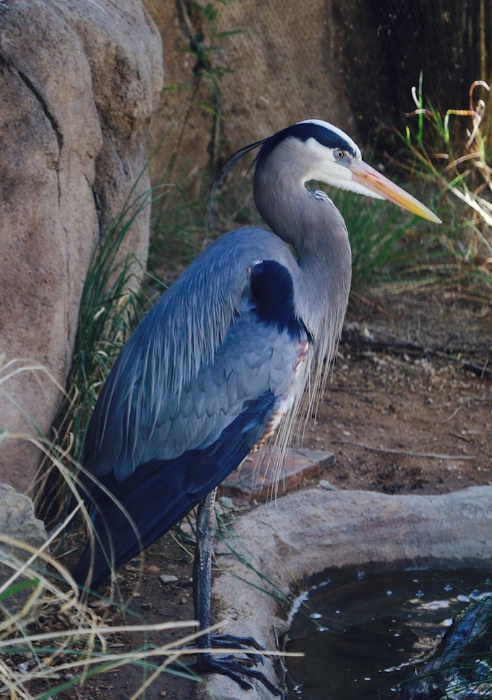 Blue Bird Photography Art | Felton Fotography