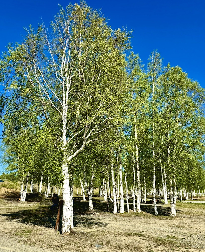 Happy Forest Photography Art | Felton Fotography