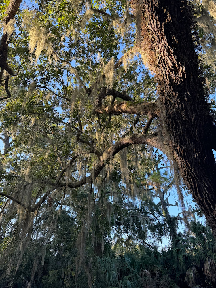 Windy Branches Photography Art | Felton Fotography