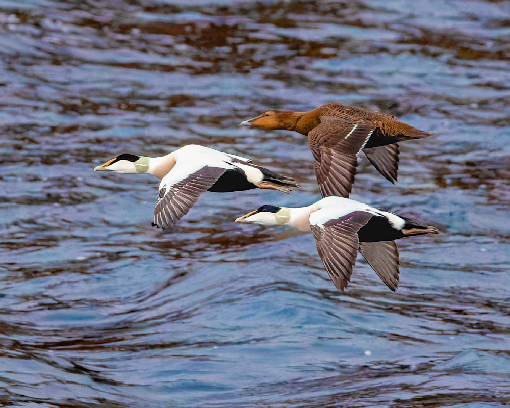 Common Eider Ducks, in-flight in Bergen, Norway.psd