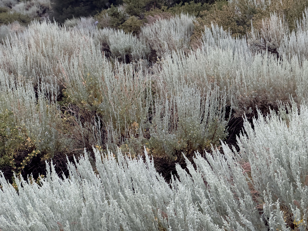 Sagebrush Serenity Photography Art | Treve Johnson Photography, Inc.