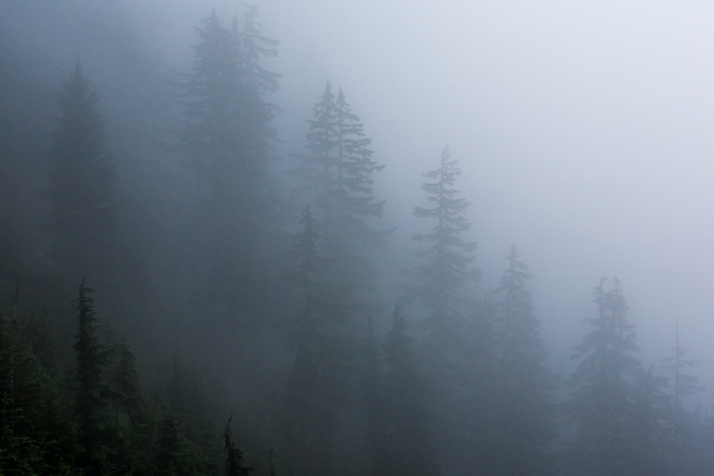 Trees in the fog near Snoqualmie Pass, Washington, USA.