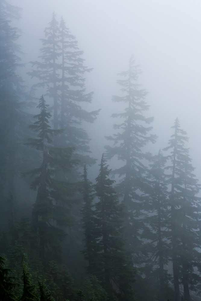 Trees in the fog near Snoqualmie Pass, Washington, USA.