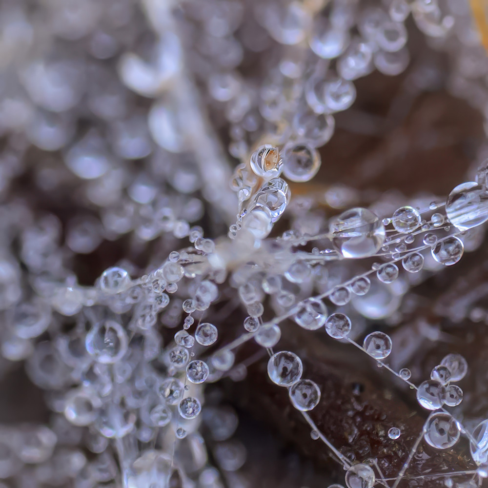 Water droplets gather on a spider web after rain in a forest during early morning hours