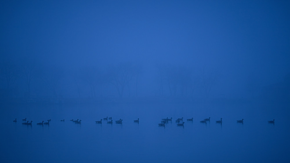 Geese swimming in a foggy lake at dawn with muted colors and soft light in the early morning hours