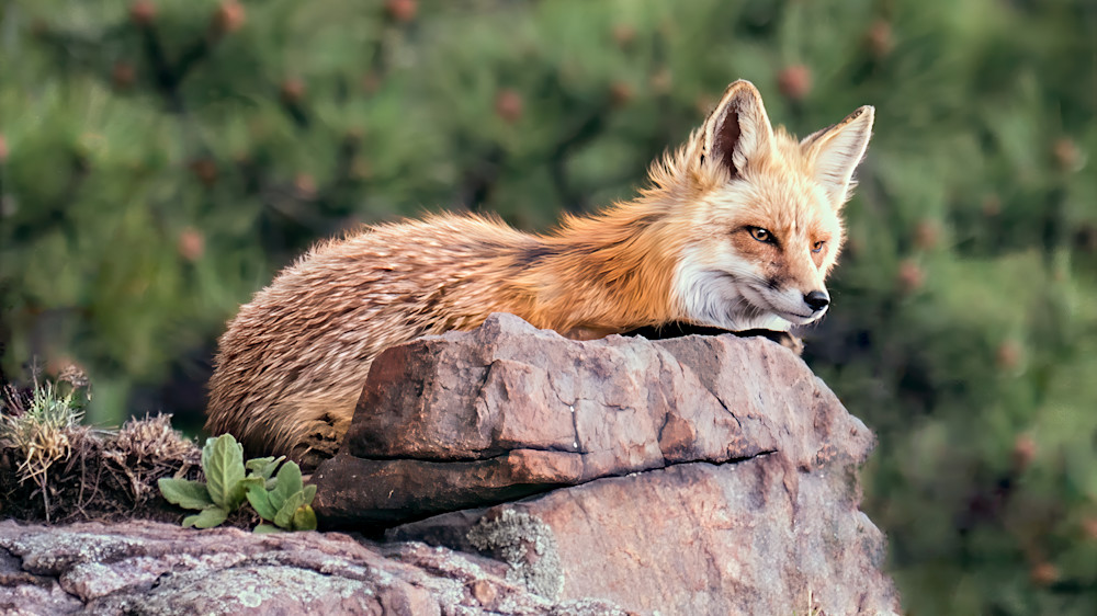 Fox resting on a rock in a natural setting during the day