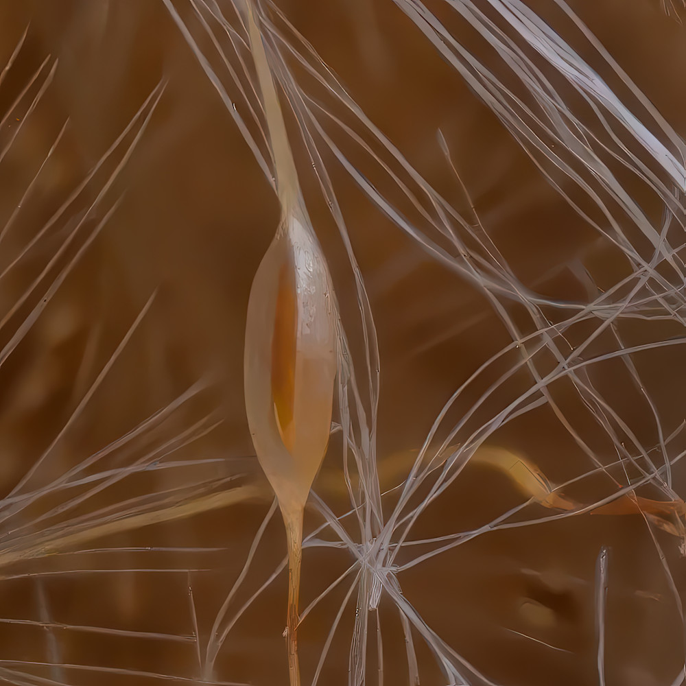Close-up view of a seed surrounded by fine fibers in a natural setting during daytime