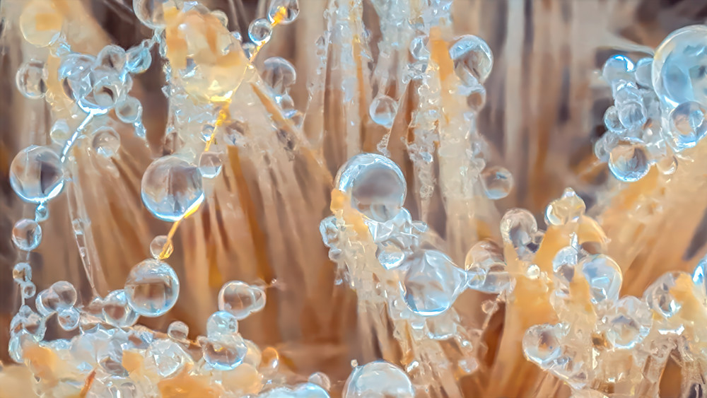 Close-up view of water droplets on plant fibers in a natural environment during daylight hours