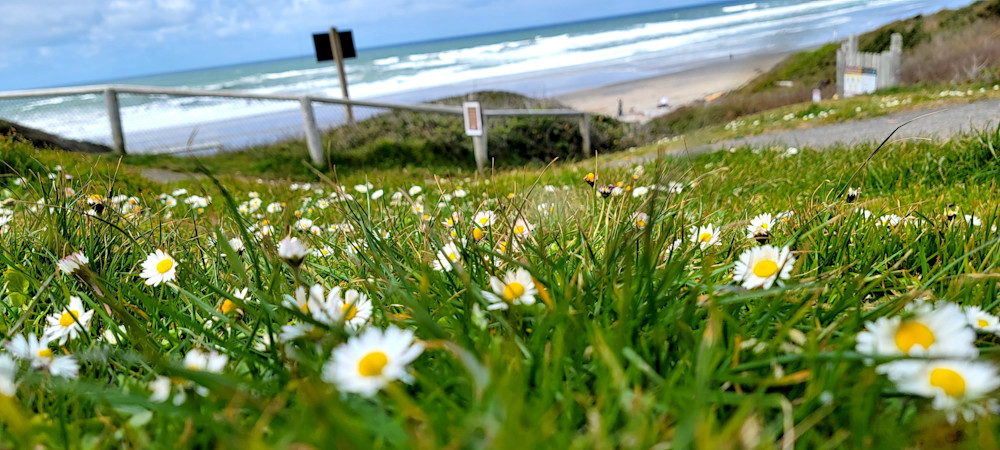 Beach Daisies At Roads End Photography Art | InYourBackyard