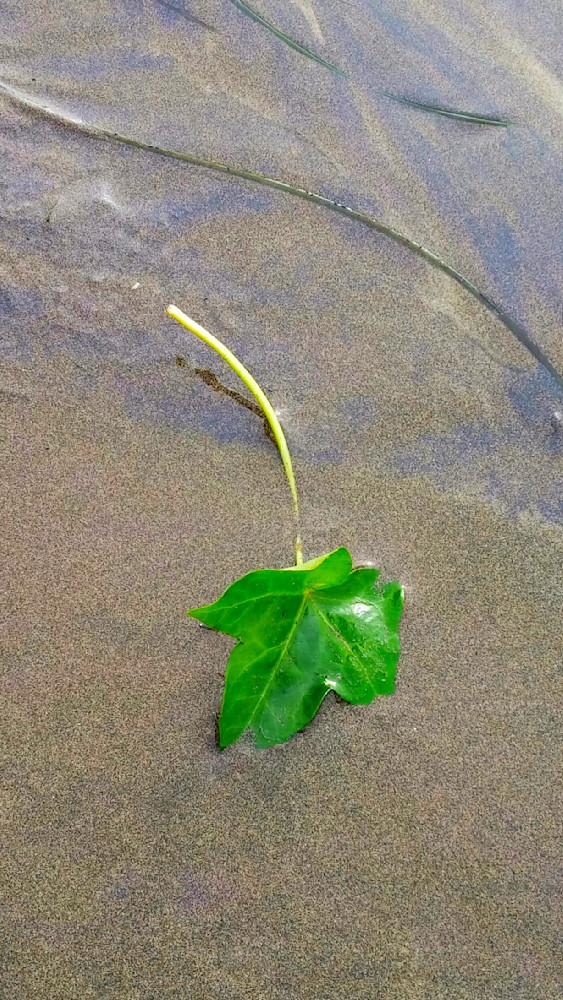 Beach Ivy Photography Art | InYourBackyard