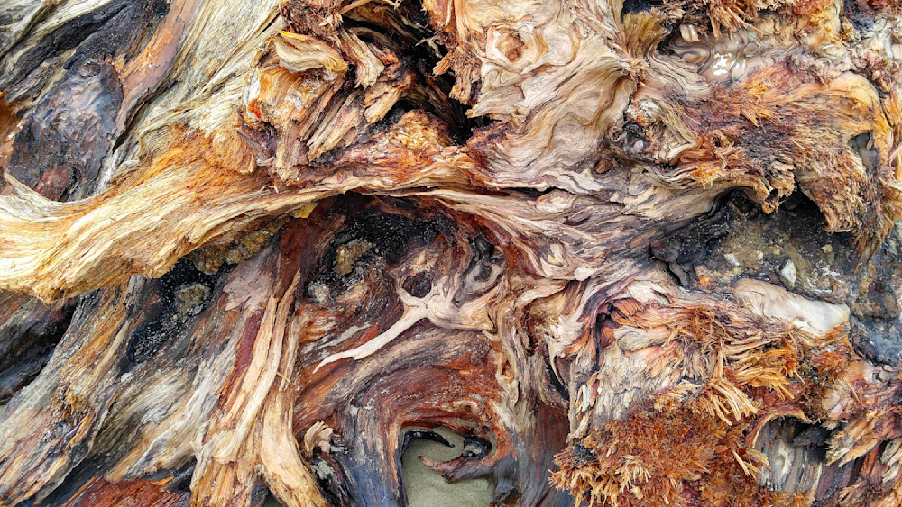 Beach Wood Against the Grain