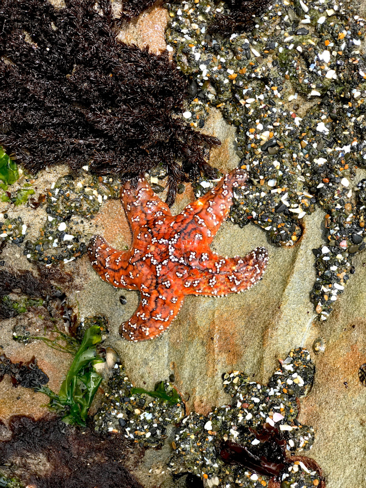 Star Fish Oceana Photography Art | InYourBackyard