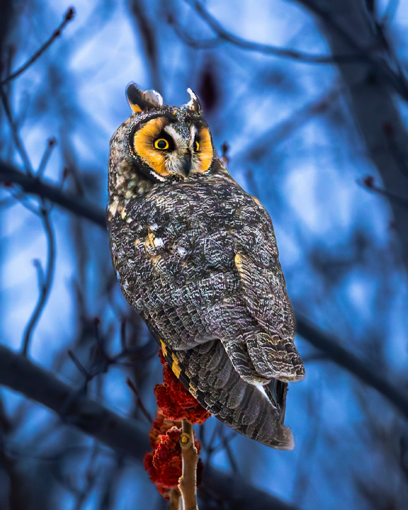 Long Eared Owl Hunting At Dusk Photography Art | Mike Soegtrop Photography